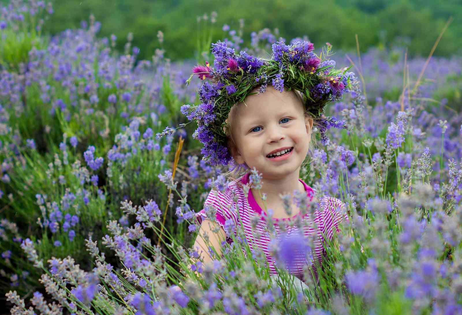 Purple Rain Lavender Farm